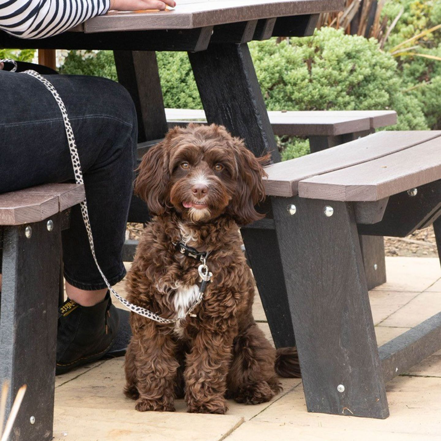 Your local dog friendly pub in Weston-Super-Mare
